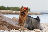 YORKSHIRE TERRIER 333